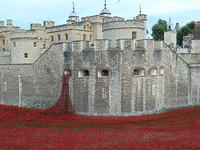 Poppies at the Tower of London